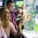 In diesem Beitrag erfahren Sie alle Tipps für den Einstieg in die Welt der Aquaristik - Von Wasserfilter bis Aquarium Tauchpumpe