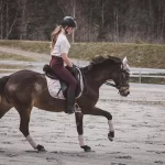 Mädchen reitet auf braunem Pferd - In diesem Beitrag erhalten Sie wissenswerte Infos darüber, was Sie beim eigenen Reitplatz beachten sollten.